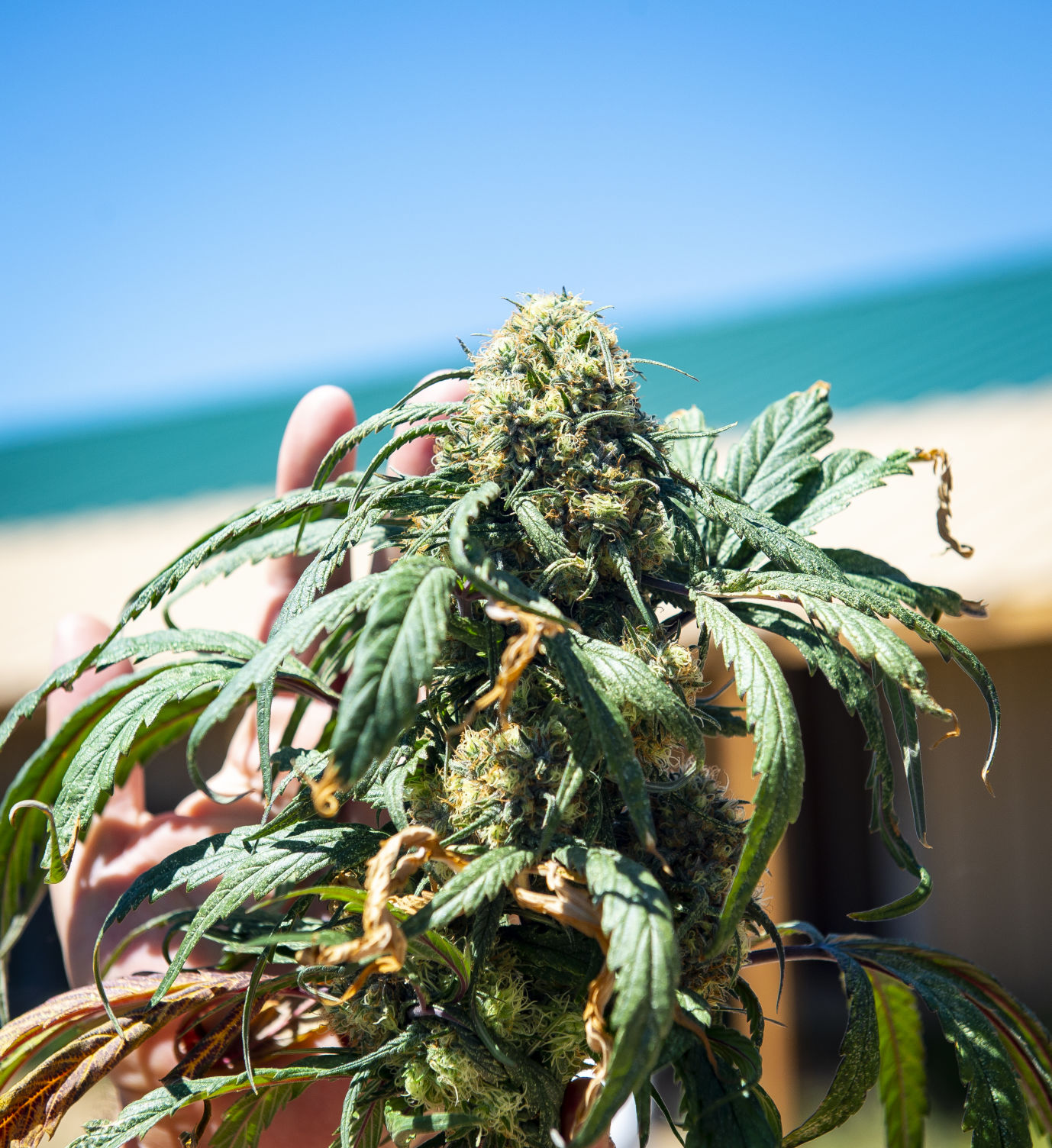 WEED BUST